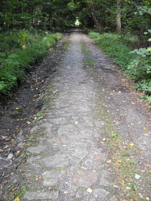 La forêt de Chantilly (à Luzarches)